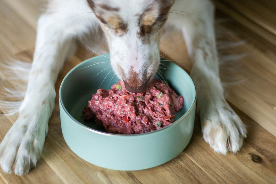 Artgerechtes Hundefutter in Nürnberg