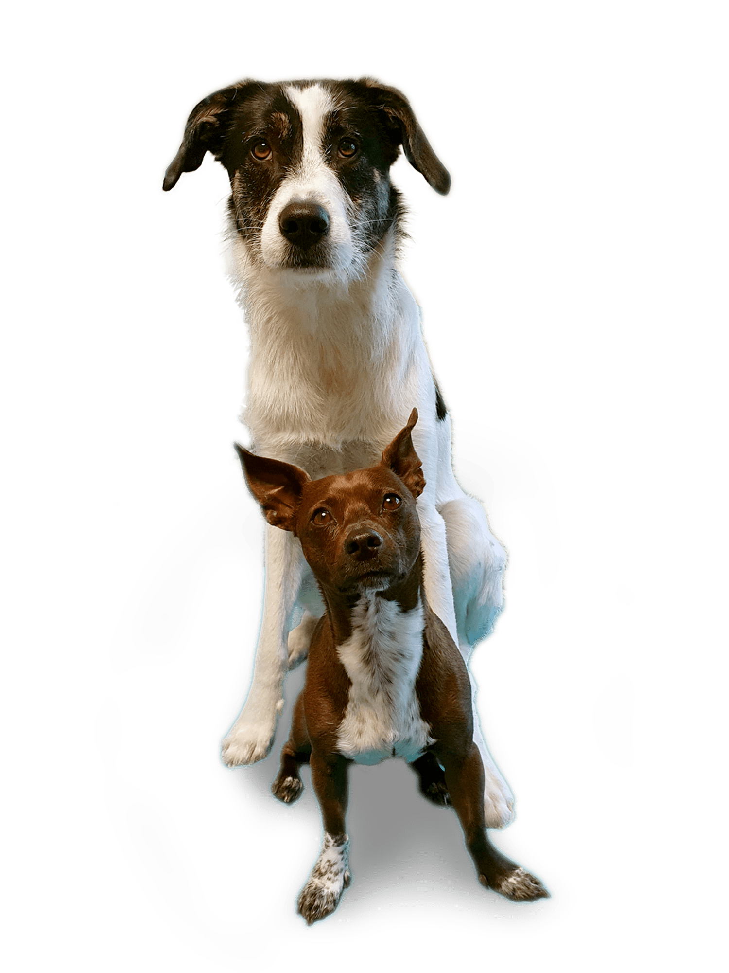 Hunde bei den Fellrabauken in Nürnberg